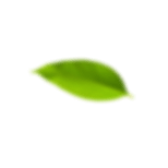 Decorative botanical leaf